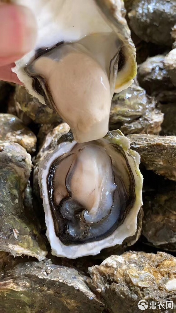 鲜美之选 广东汫洲珍珠蚝，高质量烧烤蚝水产品供应